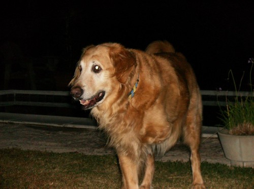 Twas the night before Christmas and not a creature was stirring except a Big, Three-legged, Golden Retriever