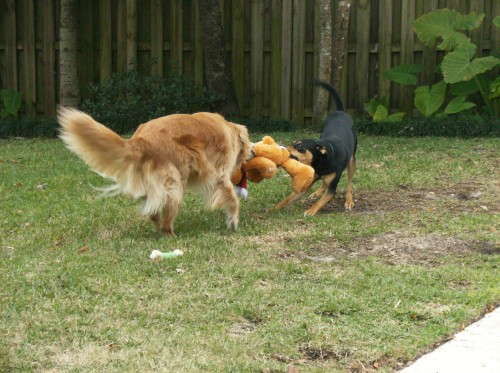 Rocco challenging Big Dog